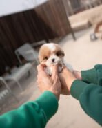 COFFEE - MALE (PURCHASED by STEFANA) - Image 2