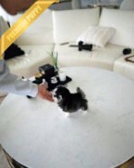 ROXY - FEMALE (PURCHASED by HEND) - Image 3