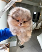 DIANA - FEMALE (PURCHASED by FERNANDO) - Image 3