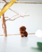 DAPHNE - FEMALE (PURCHASED by THERESA) - Image 4