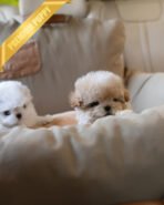 LENNY - MALE (PURCHASED by RACHEL) - Image 5