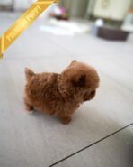 CHLOE - FEMALE (PURCHASED by AZIZ) - Image 8