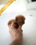 ZIGGY - MALE (PURCHASED by JUSTINA)