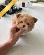 HUGO - MALE (PURCHASED by GIMENA) - Image 4