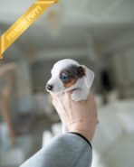 PIPPA - FEMALE - Image 3