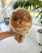 HERSHEY - MALE (PURCHASED by SABRINA) - Image 2