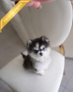 OSCAR - MALE (PURCHASED by ROLLY)