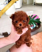 FELIX - MALE (PURCHASED by LINZ) - Image 2