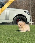 BUSTER - MALE (PURCHASED by NA) - Image 3