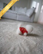 TEDDY - FEMALE (PURCHASED by MYUNG) - Image 4