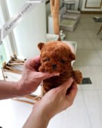 SIENNA - FEMALE (PURCHASED by EMILY)