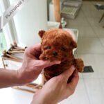 SIENNA - FEMALE (PURCHASED by EMILY)