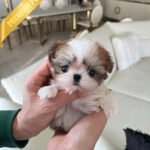 BENNY - MALE (PURCHASED by AKIRA)