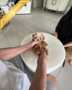 MYLES - MALE (PURCHASED by ROMAN) - Image 3