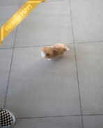 OWEN - MALE (PURCHASED by JENNIFER) - Image 5