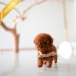 SCARLET - FEMALE (PURCHASED by SARA)