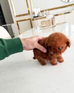 AMELIA - FEMALE (PURCHASED by YULIANA) - Image 3