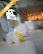 GIGI - FEMALE (PURCHASED by LAUREN) - Image 4