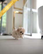 EWAN - MALE (PURCHASED by ABDULLAH) - Image 2