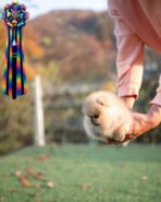 POMY - FEMALE (PURCHASED by ROSEN) - Image 3