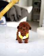 JESSICA - FEMALE (PURCHASED by DANIEL) - Image 4