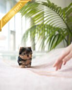 PIPER - MALE (PURCHASED by KELVIN) - Image 2