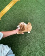 BAMBI - MALE (PURCHASED by RICHARD) - Image 6