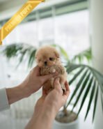 OLIVIA - FEMALE (PURCHASED by ANONYMOUS)