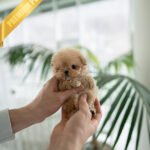 OLIVIA - FEMALE (PURCHASED by ANONYMOUS)