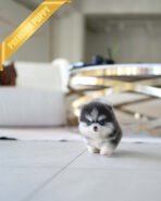 ROXY - FEMALE (PURCHASED by MAKITA) - Image 2