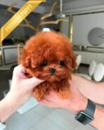 LUNA - FEMALE (PURCHASED by ANDREA) - Image 3