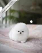 PUFFIN - FEMALE (PURCHASED by ANDREA) - Image 2