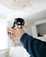 LEO - MALE (PURCHASED by GILBERTO) - Image 2