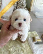 ZEPHYR  - MALE (PURCHASED by RUTH)