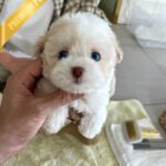 ZEPHYR  - MALE (PURCHASED by RUTH)