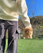 MYLES - MALE (PURCHASED by NOURA) - Image 3