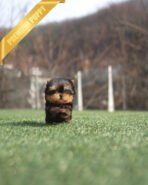 PIPER - MALE (PURCHASED by ELISE)