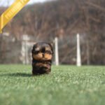 PIPER - MALE (PURCHASED by ELISE)