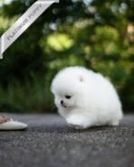 TAYLOR - FEMALE (PURCHASED by IAN) - Image 2