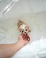 CHLOE - FEMALE - Image 2