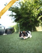 MILO - MALE (PURCHASED by ASHLEY) - Image 5