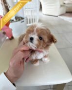 CHLOE - FEMALE (PURCHASED by CHAZ) - Image 3