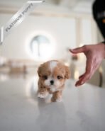 HAZEL - FEMALE (PURCHASED by LEE)