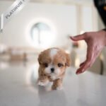 HAZEL - FEMALE (PURCHASED by LEE)