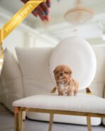 ZOE - FEMALE (PURCHASED by KAVEH) - Image 3