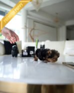 ANNIE - FEMALE (PURCHASED by ANN) - Image 6