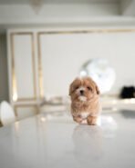 MELINA - FEMALE (PURCHASED by ALI) - Image 2