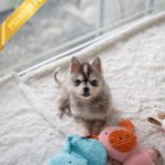 MILO - MALE (PURCHASED by MATT)