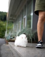 ROMEO - MALE (PURCHASED by BELL) - Image 3