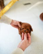 ROSIE - FEMALE (PURCHASED by NIKI) - Image 2